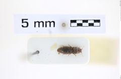 Foto (Dorsalansicht) von Meristhus afghanus (Platia & Gudenzi, 2002) (NHMW-ZOO-COL-0008216)